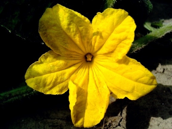 de color amarillo brillante, pepino, flor