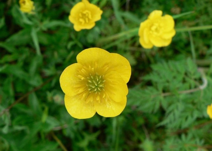 old names buttercup plant