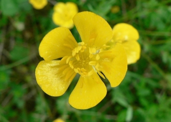 buttercup, flower