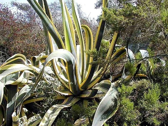 agave, cactuses