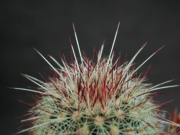 barbed, cactus