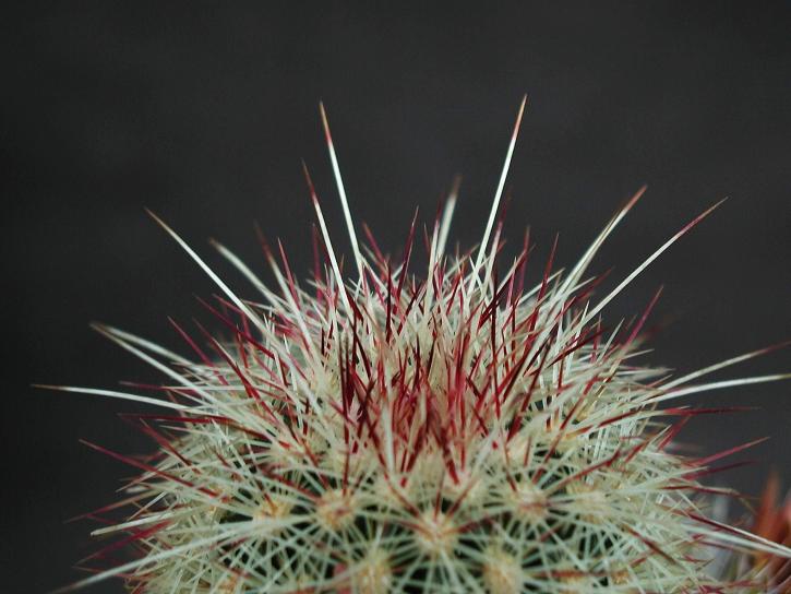 spinato, cactus