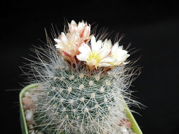 ostnatý kaktus, kvetináča, kvety