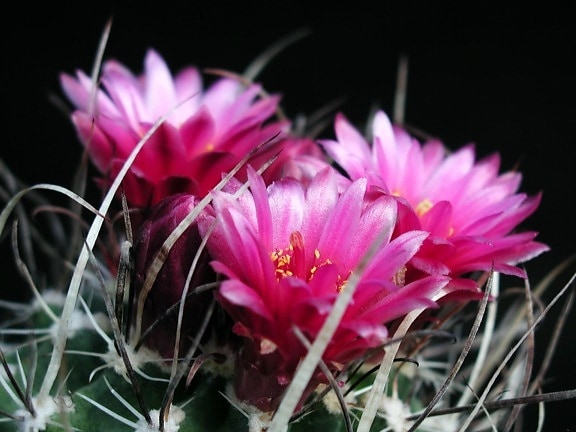 barbelés, cactus, fleurs