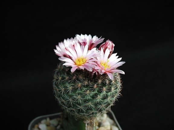 spinato, cactus, fiori rosa