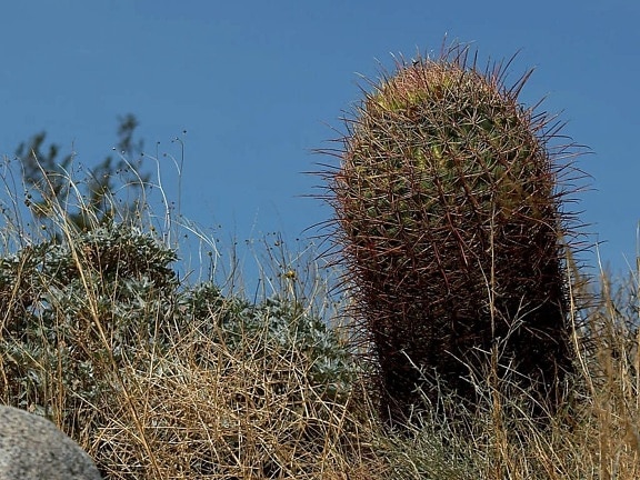 barril, cactus, cactus, anza, borrego, desierto, cactus