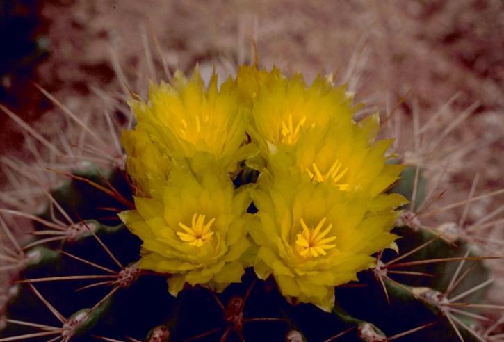 barrel, cactus, flower, cactaceae