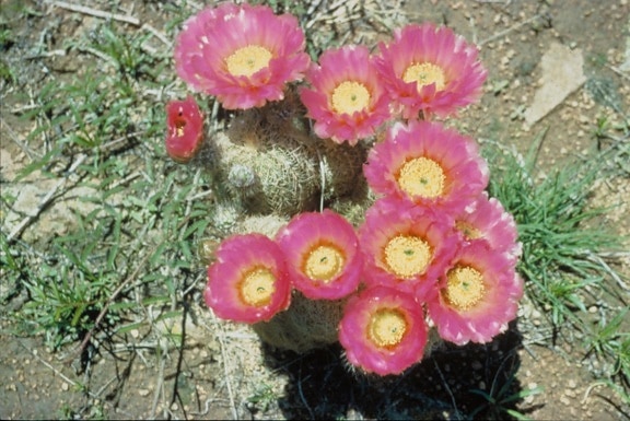 baril, cactus, flori, plante, cactaceae