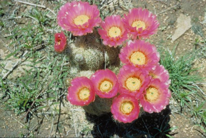 cactus, tynnyri, cactaceae, kasvi, kukka