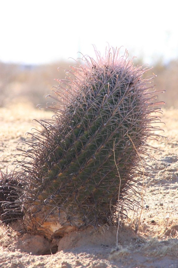 baril, cactus, cabeza prieta, désert, refuge