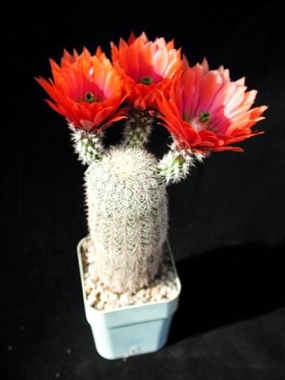 smukke, kaktus