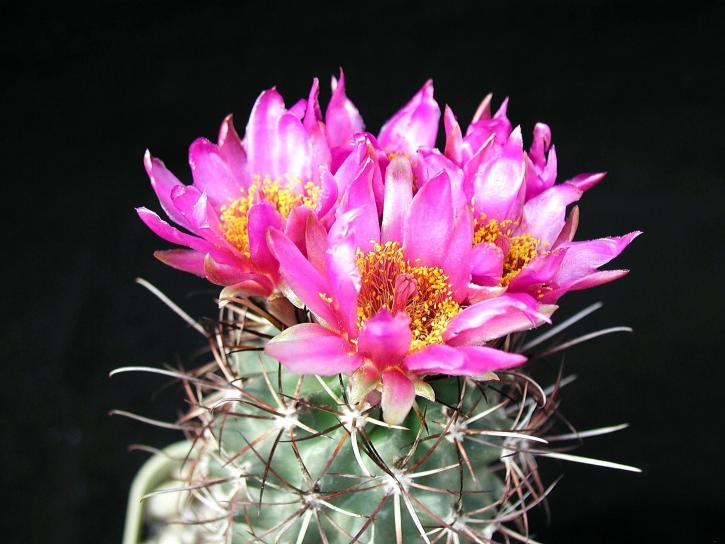 beau, cactus, fleurs