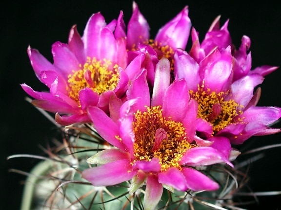 grand, cactus, fleurs