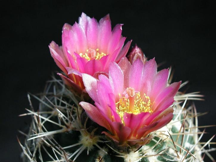 Bloom, cactus