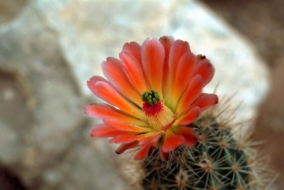 rouge vif, cactus, fleur