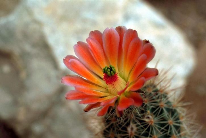 rojo brillante, cactus, flor
