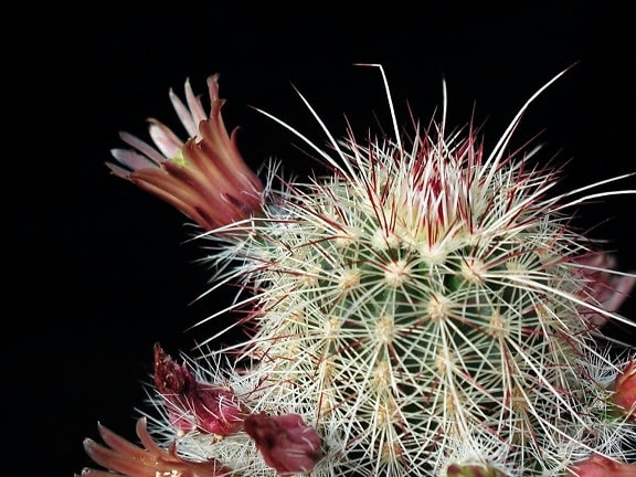 cactaceae, cactus, épines, de près, fleur