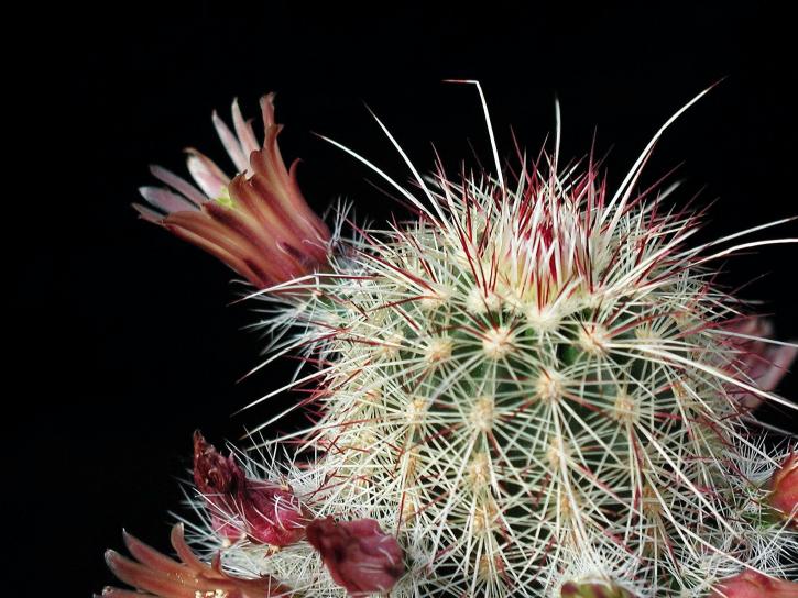 Cactaceae, kaktukset, piikkejä, lähellä, kukka