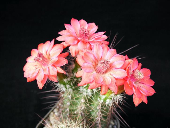 Cactaceae, cactus