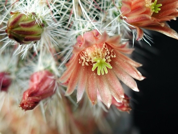 Cactaceae, blomst