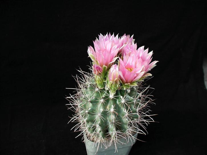kaktusa, cvijeće