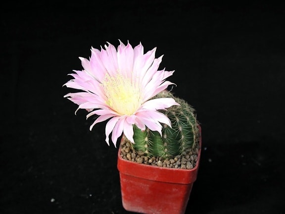 cactaceae, pot bunga