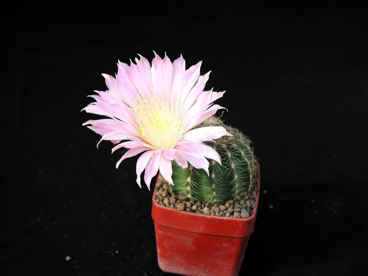 cactaceae, vaso di fiori
