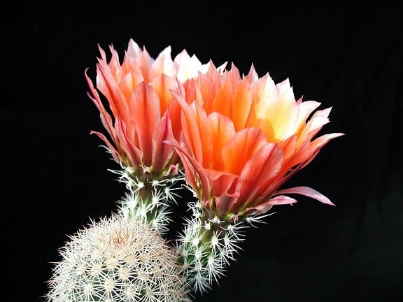 cactus, flores
