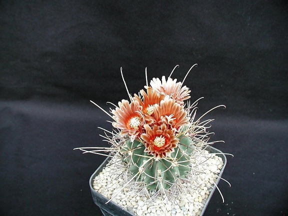 cactus, imagen