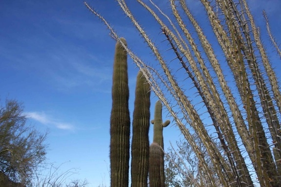 cacti, plants, desert