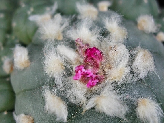 Cactus, bloei, up-close, roze bloemen