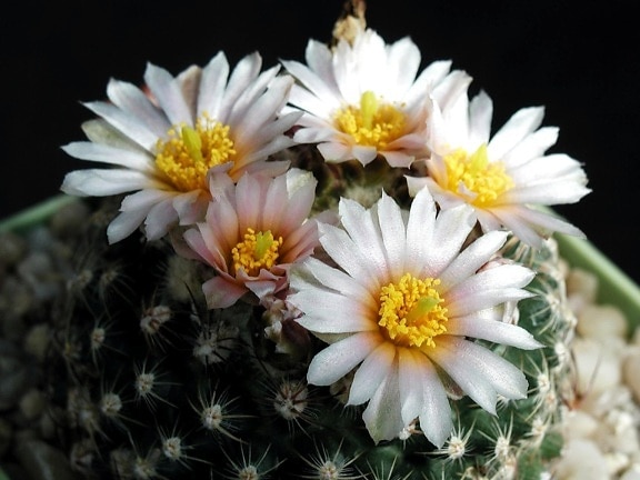 Kaktus, bloom, flora, kwiat ciernie