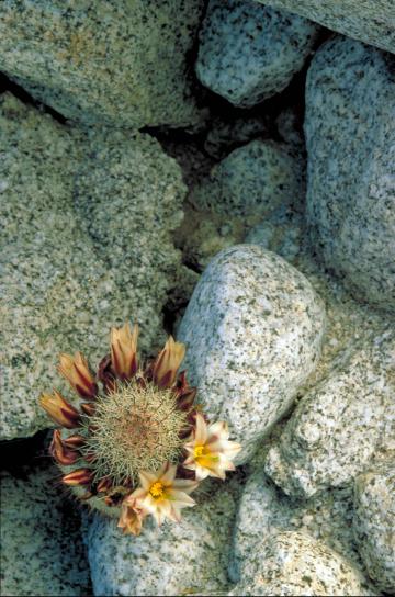 kaktus, kvet, skaly
