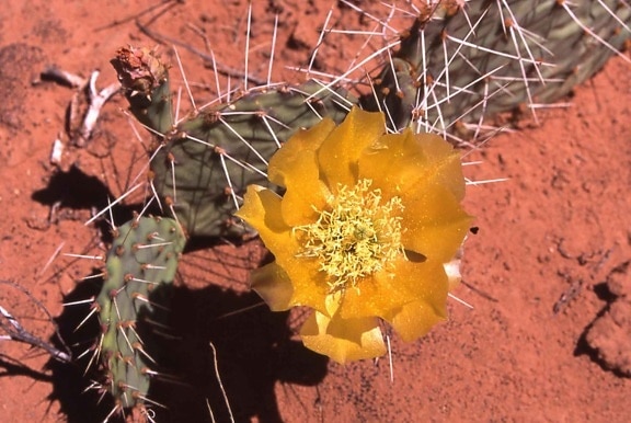 cactus, fleur, désert