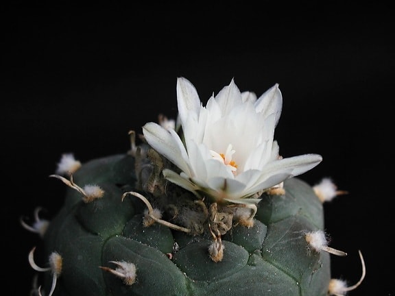 cactus, en plein essor, blanc