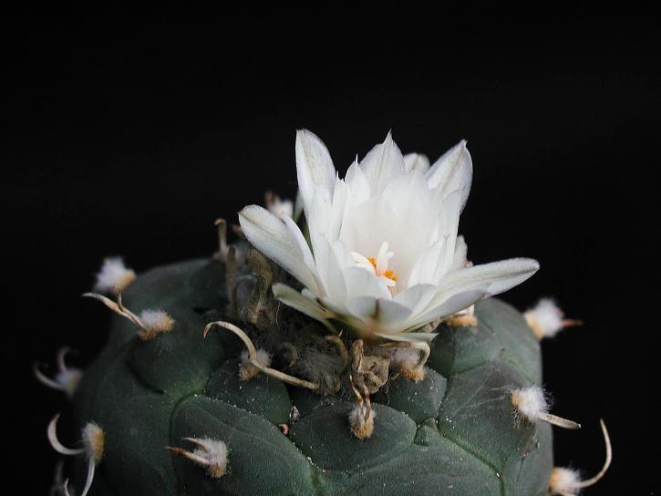 kaktus, blomstrande, vit