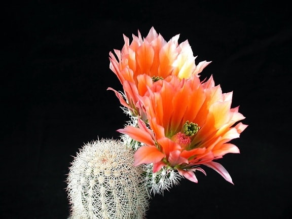 cactus, fleurs, pétales rougeâtres, plante du désert