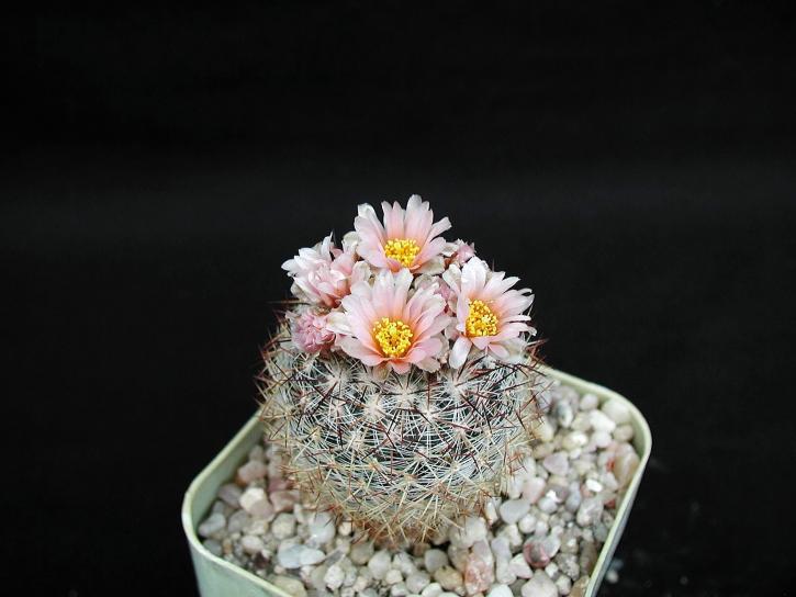 cactus, cactus, fiori, sfondo scuro, fiore, vaso