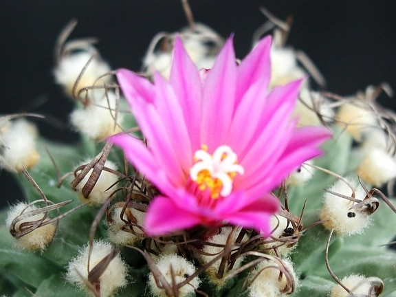 cactus, flor, floración, flor rosa, espinas