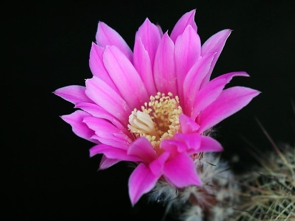 cactus, flower, blooming