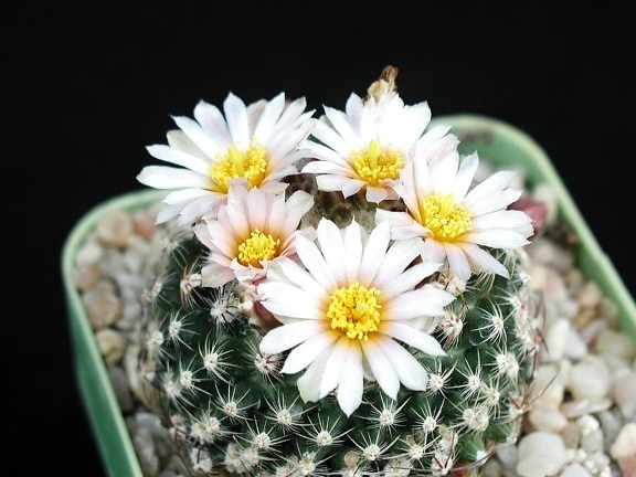 Cactus, bloem, image