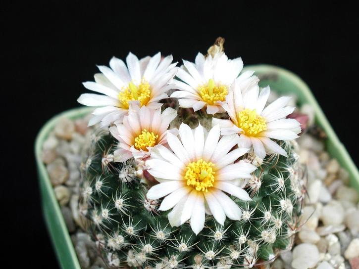 bella cactus bianco, fiore, immagine