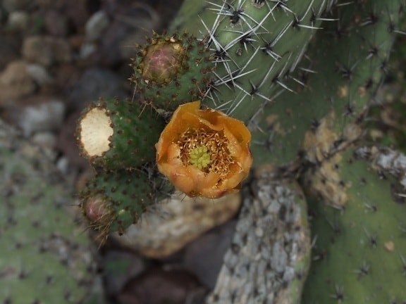 cactus, fleur, désert, plante du désert, de près, épines