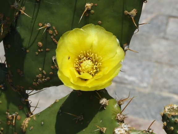 kaktus, květina, makro