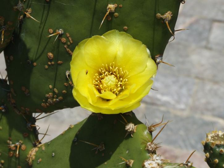 kaktus, blomst, makro