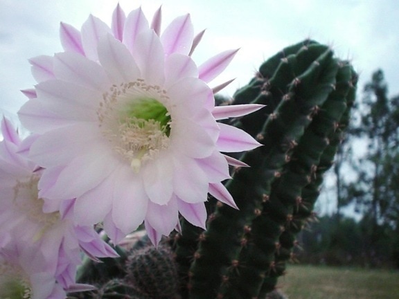 kaktus, blomsten, hvid