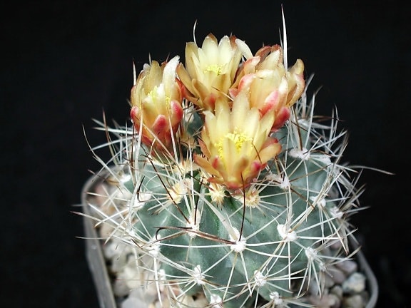 Kaktus blüht große Blume Dornen, up-close Blume
