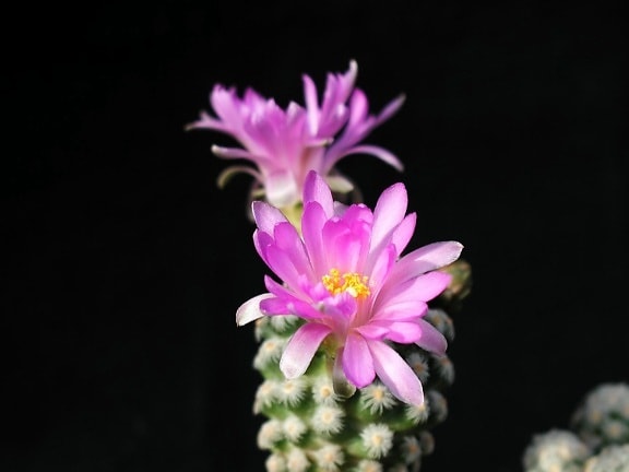 kaktus, blomstring, pink
