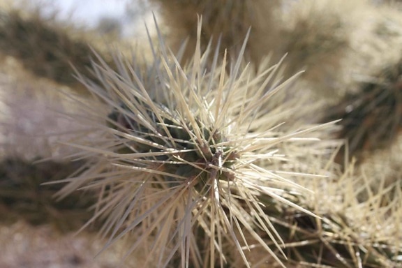 cactus, centrándose, espinas