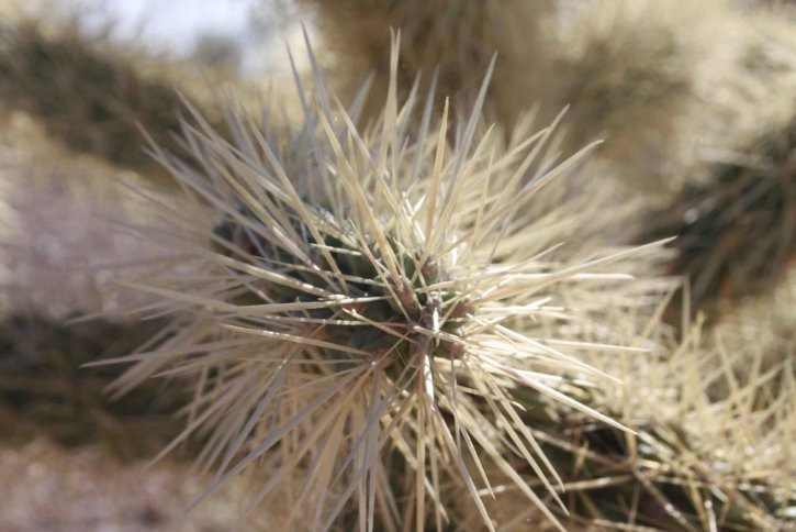 cactus, focusing, spines